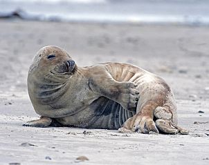 Robbe am Strand bei VZ1178 Ferienhaus in Kamperland, einer natrlichen Attraktion.