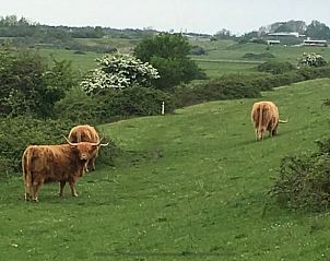 Schottische Hochlandbewohner in der Nhe des Ferienhauses in Kamperland, Nord-Beveland, ein Naturerlebnis.