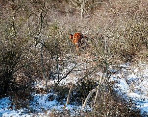 Natrliche Umgebung von Duinvallei 09, Ferienhaus in Kamperland, Zeeland, mit schottischem Highlander im Schnee.