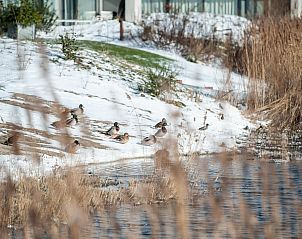 Guest house 5903494 - Bungalow Noord-Beveland - Duinvallei 16 | De Groote Duynen