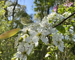 Unterkunft 5903521 - Ferienhaus Noord-Beveland - ZE1735