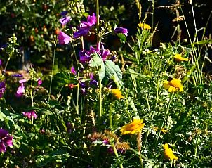 Unterkunft 590414 - Ferienhaus Noord-Beveland - Vakantiehuis in Kortgene