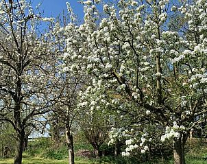 Guest house 590511 - Holiday property Noord-Beveland - Huisje in Geersdijk