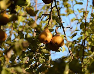 Guest house 590512 - Holiday property Noord-Beveland - Huisje in Geersdijk