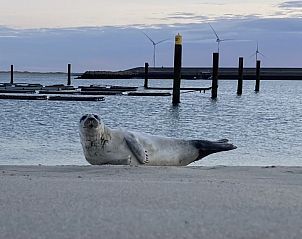 Unterkunft 6004160 - Ferienhaus Schouwen-Duiveland - De Kievit
