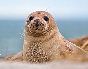 Guest house 6007166 - Bungalow Schouwen-Duiveland - de Tureluur