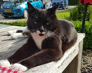 Mother hen with chicks at VZ891 Holiday home in Renesse, Schouwen-Duiveland, Zeeland.