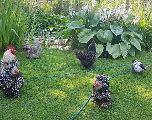 Horses in the pasture at VZ891 Holiday home in Renesse, Schouwen-Duiveland, Zeeland.