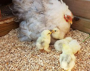 Guest house 6007205 - Holiday property Schouwen-Duiveland - VZ891 Vakantiehuis in Renesse