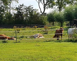 Guest house 6007205 - Holiday property Schouwen-Duiveland - VZ891 Vakantiehuis in Renesse