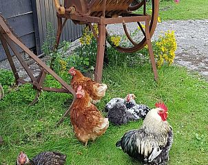 Guest house 6007206 - Holiday property Schouwen-Duiveland - VZ890 Vakantiehuis in Renesse