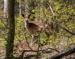 Unterkunft 6007210 - Ferienhaus Schouwen-Duiveland - Vakantiehuis Duinzicht Renesse