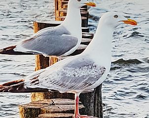 Kunstwerke zum Thema Strand im Ferienhaus Horizon 95, Renesse, die die Nhe zur Kste unterstreichen.