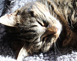 Relaxed atmosphere with homely details in Holiday Home in Renesse, perfect for a vacation in Zeeland.