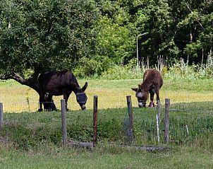 Guest house 600727 - Holiday property Schouwen-Duiveland - Vakantiehuisje in Renesse