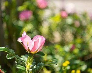 Flowering garden at Holiday home Zonnedorp 22 Anoes in Renesse, Schouwen-Duiveland.