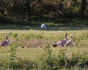 Guest house 600762 - Holiday property Schouwen-Duiveland - Huisje in Renesse