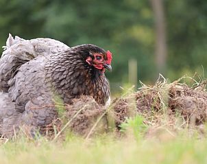 Guest house 600762 - Holiday property Schouwen-Duiveland - Huisje in Renesse