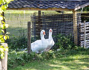 Guest house 600762 - Holiday property Schouwen-Duiveland - Huisje in Renesse