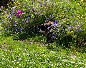 Guest house 600762 - Holiday property Schouwen-Duiveland - Huisje in Renesse