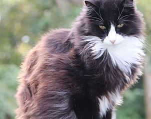 Cozy cat at Huisje in Renesse, vacation home in Renesse, Schouwen-Duiveland, surrounded by nature.