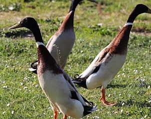 Ducks in the garden of Huisje in Renesse, a vacation home in green Renesse, Zeeland.