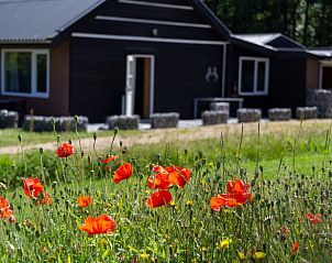 Flowering poppies in front of Huisje in Renesse, a vacation home in Renesse, Schouwen-Duiveland.