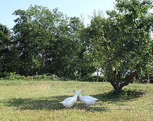 Two geese in the garden of Huisje in Renesse, a vacation home in nature-rich Schouwen-Duiveland.