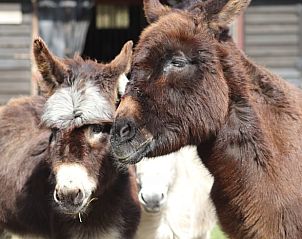 Cute donkeys at Huisje in Renesse, a vacation home in rural Renesse, Zeeland.