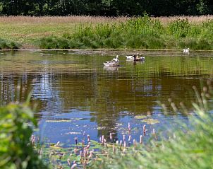 Quiet pond in the garden of Huisje in Renesse, a vacation home in green Schouwen-Duiveland.