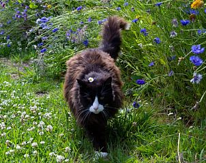 Cat walks through flowers at Huisje in Renesse, vacation home in picturesque Renesse, Zeeland.