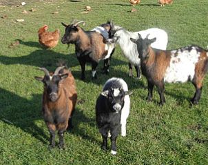 Guest house 600804 - Holiday property Schouwen-Duiveland - ZE897