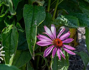 Guest house 600809 - Holiday property Schouwen-Duiveland - ZE1449