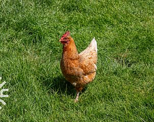 Guest house 600816 - Holiday property Schouwen-Duiveland - ZE724