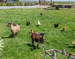 Guest house 600816 - Holiday property Schouwen-Duiveland - ZE724