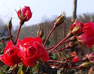 Guest house 600817 - Holiday property Schouwen-Duiveland - Vakantiehuisje in Kerkwerve