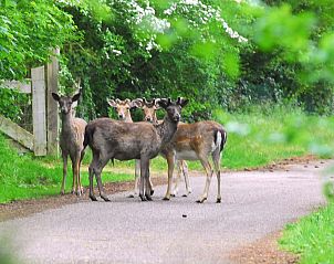 Herten in de buurt van Vakantiewoning Kamperfoelieweg 13, Nieuw-Haamstede, Zeeland.