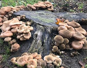 Unterkunft 600906 - Ferienhaus Schouwen-Duiveland - Huisje in Nieuw-Haamstede
