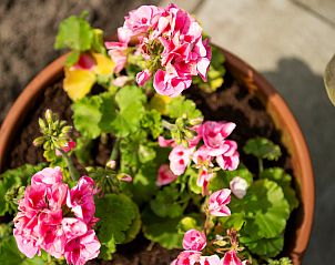 Unterkunft 600911 - Chalet Schouwen-Duiveland - Natuurhuisje Berkenpad 6