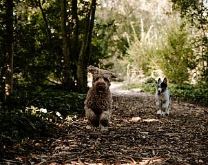 Honden rennen door het bos bij Vakantiehuis in Noordwelle, Schouwen-Duiveland, Zeeland.