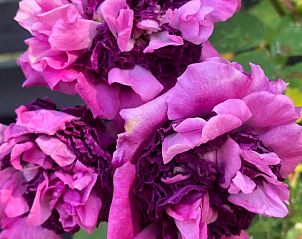 Unterkunft 601315 - Ferienhaus Schouwen-Duiveland - Vakantiehuis in Zonnemaire