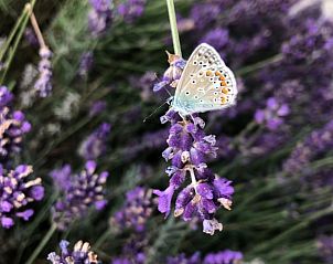 Unterkunft 601315 - Ferienhaus Schouwen-Duiveland - Vakantiehuis in Zonnemaire