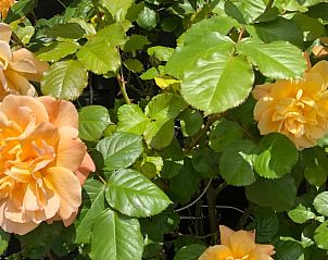 Unterkunft 601315 - Ferienhaus Schouwen-Duiveland - Vakantiehuis in Zonnemaire