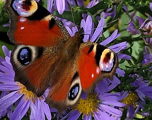 Unterkunft 601315 - Ferienhaus Schouwen-Duiveland - Vakantiehuis in Zonnemaire