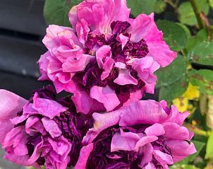 Unterkunft 601316 - Ferienhaus Schouwen-Duiveland - Huisje in Zonnemaire