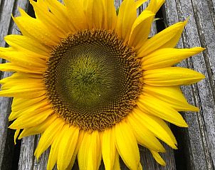 Unterkunft 601316 - Ferienhaus Schouwen-Duiveland - Huisje in Zonnemaire