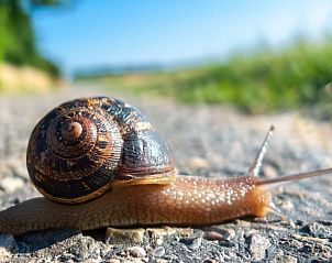 Unterkunft 601319 - Ferienhaus Schouwen-Duiveland - Vakantiehuisje in Zonnemaire