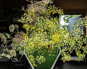 Unterkunft 601319 - Ferienhaus Schouwen-Duiveland - Vakantiehuisje in Zonnemaire