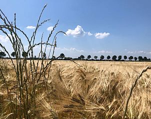Gouden graanvelden nabij Vakantiehuis in Zonnemaire, perfect voor natuurliefhebbers, Zeeland.