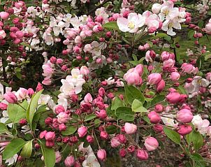 Bloeiende boomgaard bij Vakantiehuis in Zonnemaire, een lente-uitzicht in Zeeland.